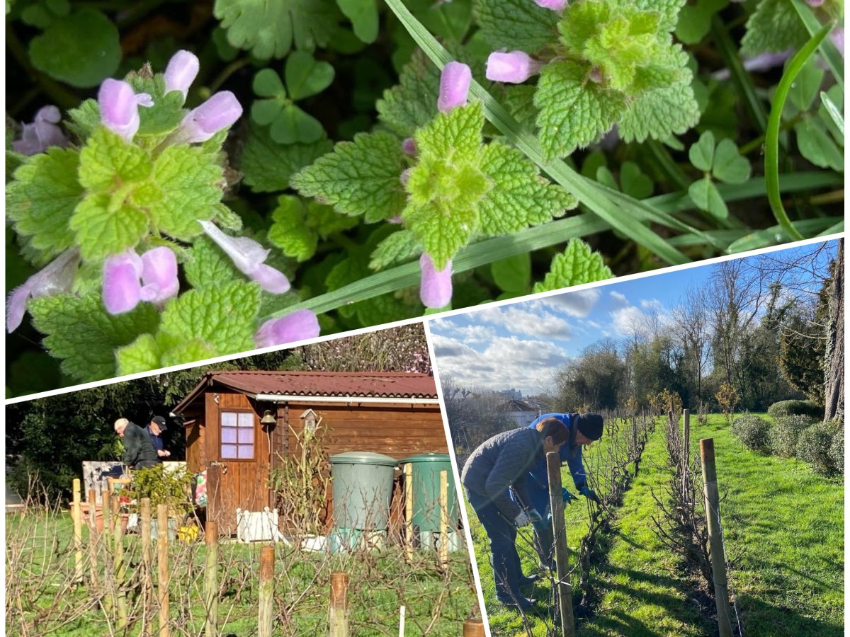 Des nouvelles de la vigne …