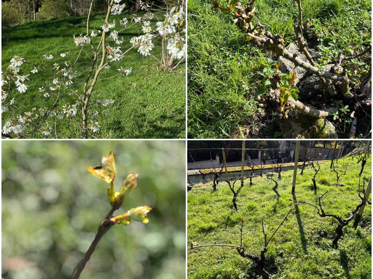 La vigne, les travaux continuent …