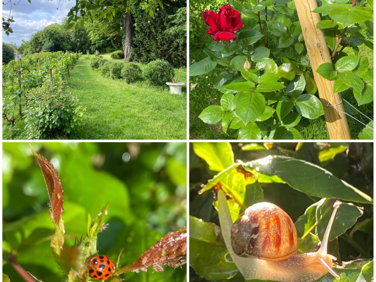 La vigne avant le pique-nique