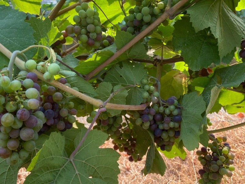 Notre vigne…