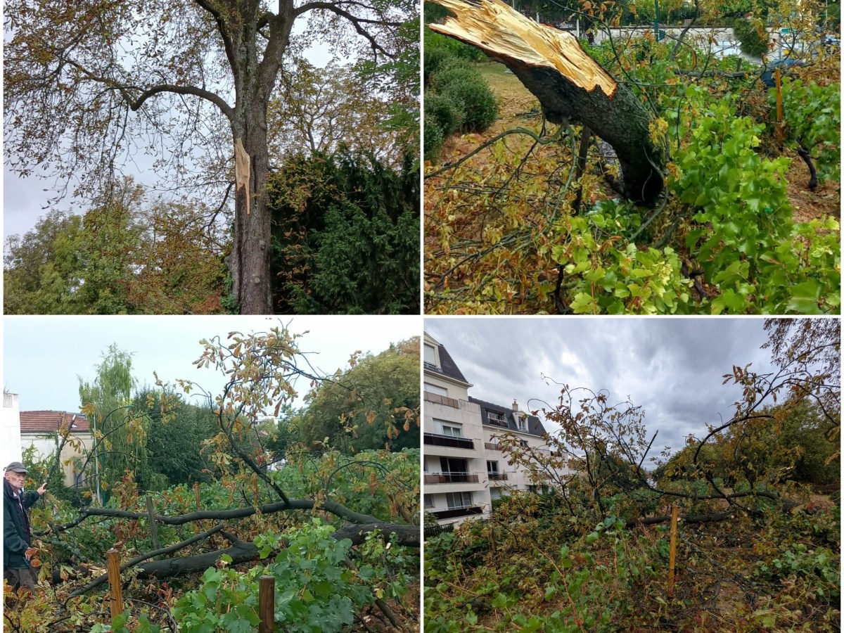 La vigne après la tempête