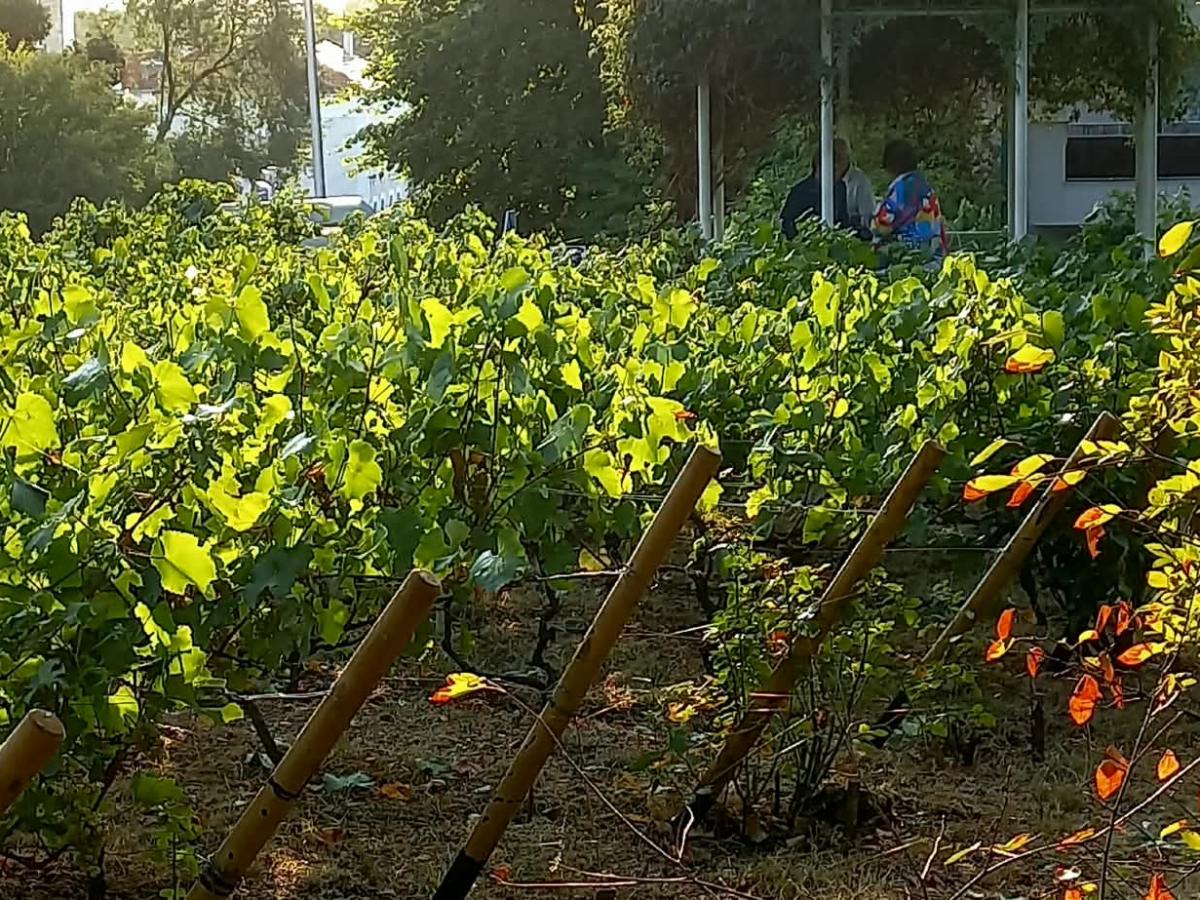Les vendanges… dimanche 30 août